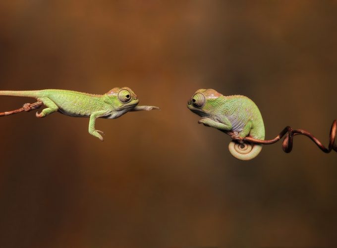 Wallpaper chameleon, 4k, Animals 211193280